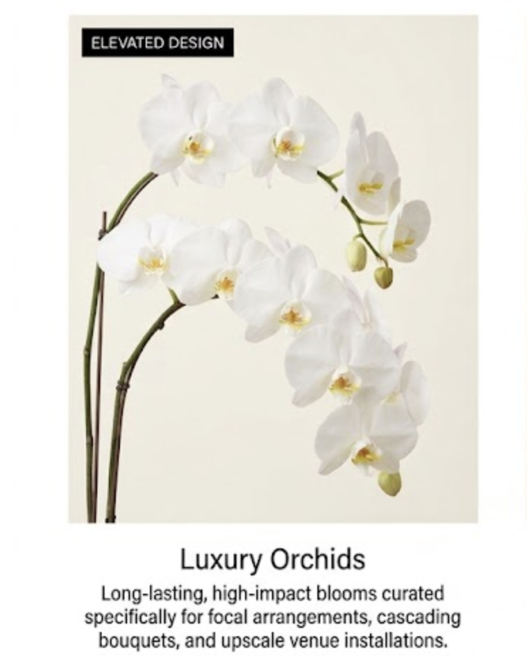 phaleonopsis orchids